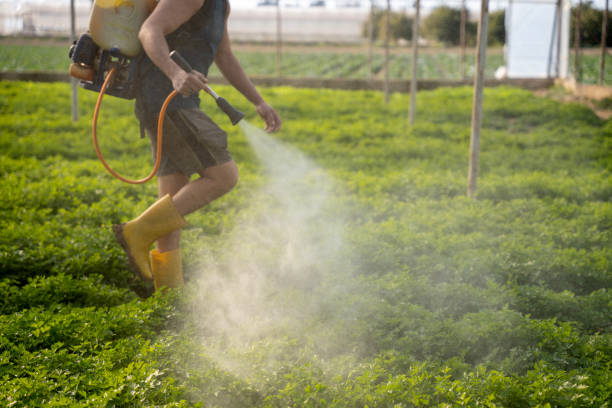 Best Local Pest Control Services  in Paola, KS