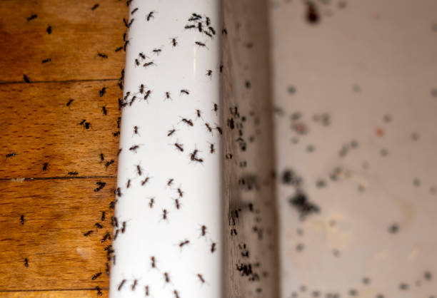 Best Best Pest Control Companies  in Paola, KS
